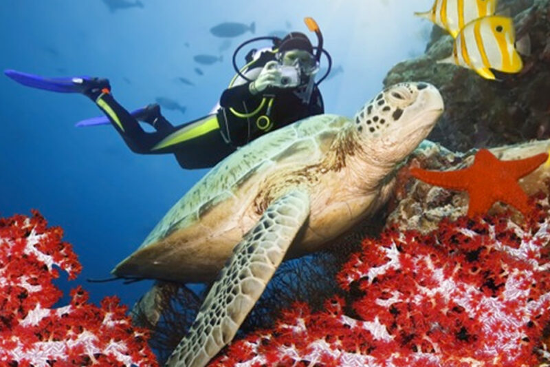 Explore the Absolute Depths of Life in the Maldives