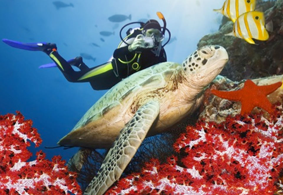 Maldives Diving Experience